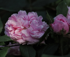 マルチェッサ　ボッセラ　１８４２