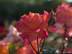 リオ　サンバ　２