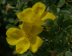 ロサ　フェティダ　　 １５４２