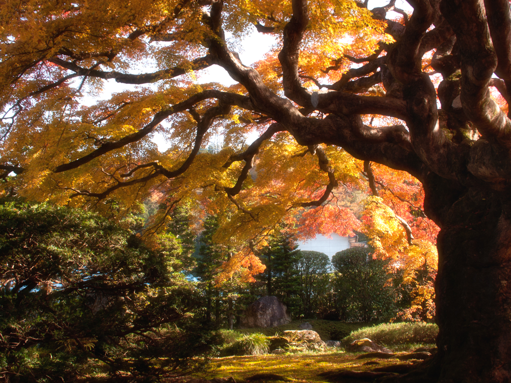 奥秩父の寺　西善寺04