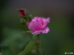  ルイーズオーディエ 1