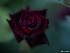 ブラック　バッカラ　２