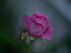 ガートルードジェキル 2