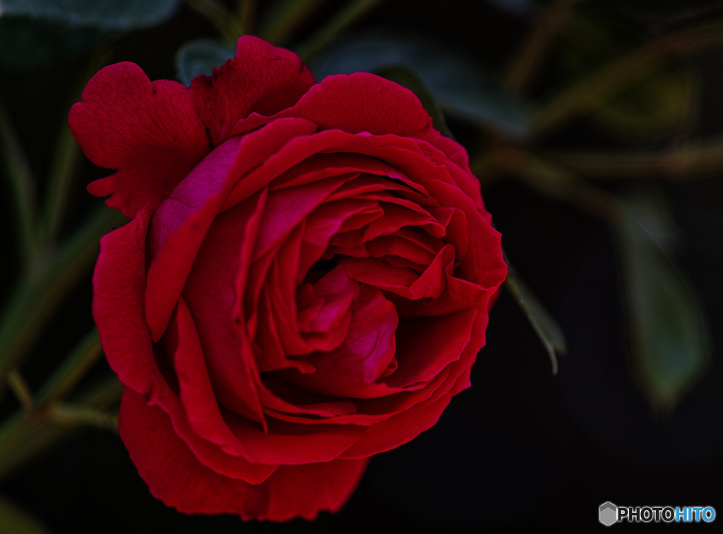 ルージュ　ピエール　ドゥ　ロンサール　