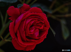 ルージュ　ピエール　ドゥ　ロンサール　