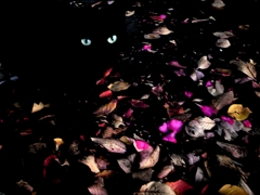 猫あるいは猫のような存在４