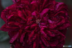 ロワイヤル　３