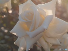 キャロリーヌ　ドゥ　モナコ