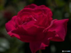 王妃アントワネット　１