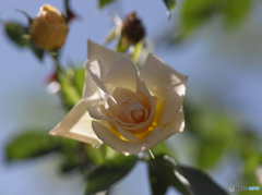 パールホワイト