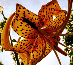 サヨナラGRIV　５