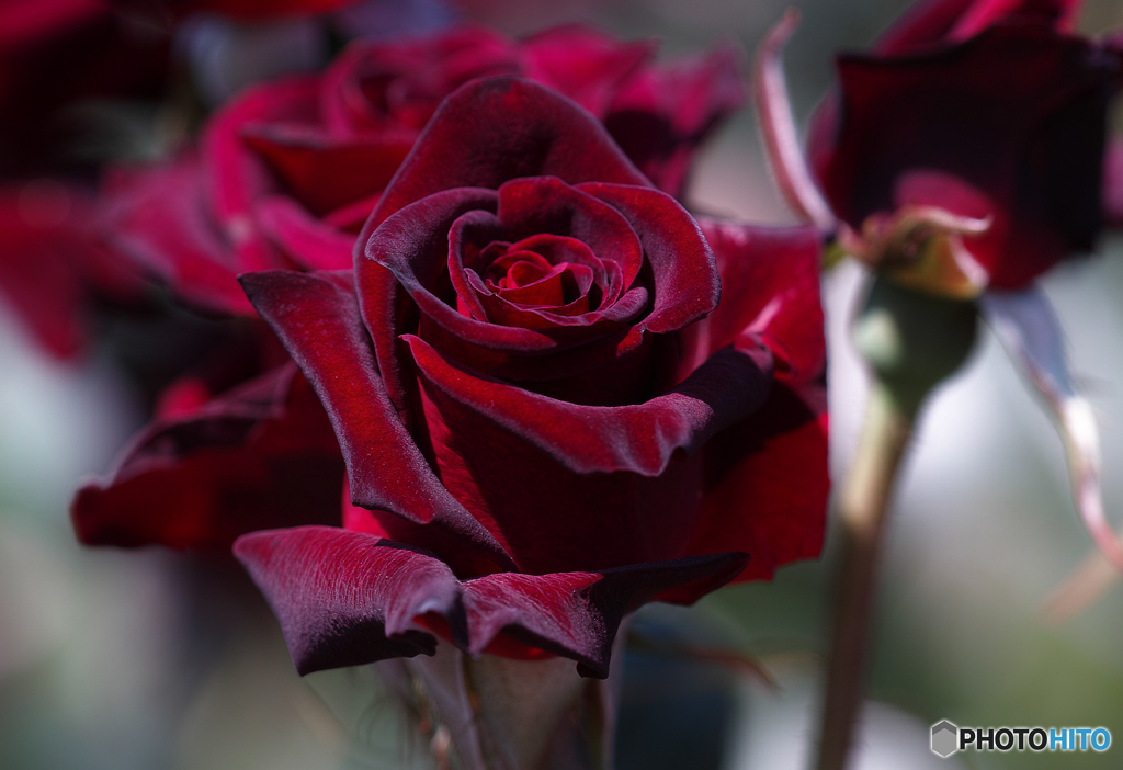 ベルサイユのバラ　