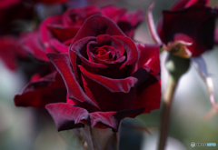 ベルサイユのバラ　