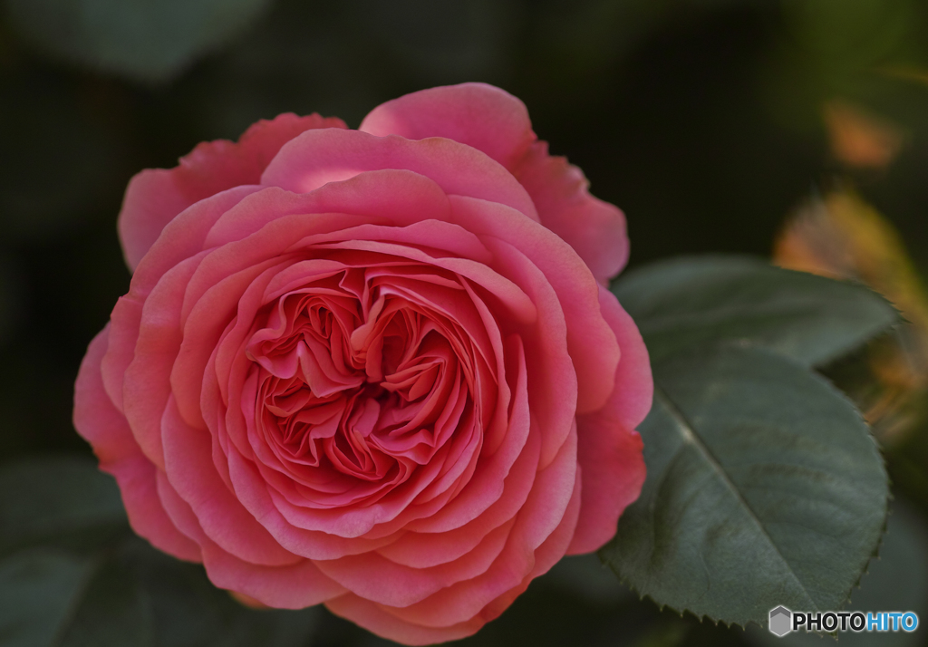 レオナルド　ダ　ビンチ　1