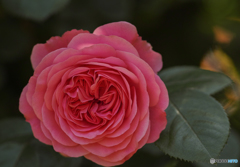 レオナルド　ダ　ビンチ　1