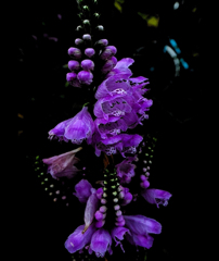 サヨナラGRIV　２