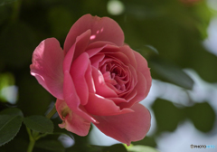 レオナルド　ダ　ビンチ　２