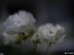 サマースノー　1