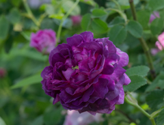 ラプリュベルテ　ポンクチ　1829 仏