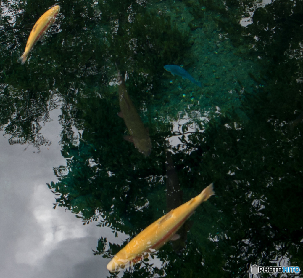 忍野八海の鯉　2