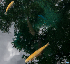 忍野八海の鯉　2