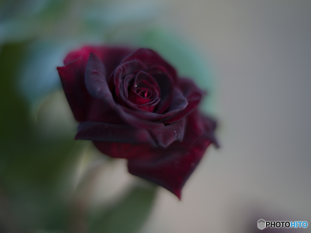 ブラック　バッカラ　１