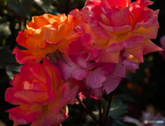 リオ　サンバ　１