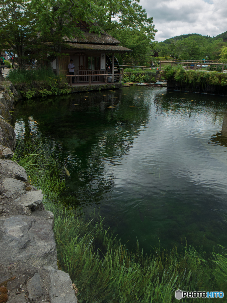 忍野八海の鯉　1