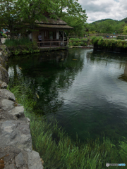 忍野八海の鯉　1