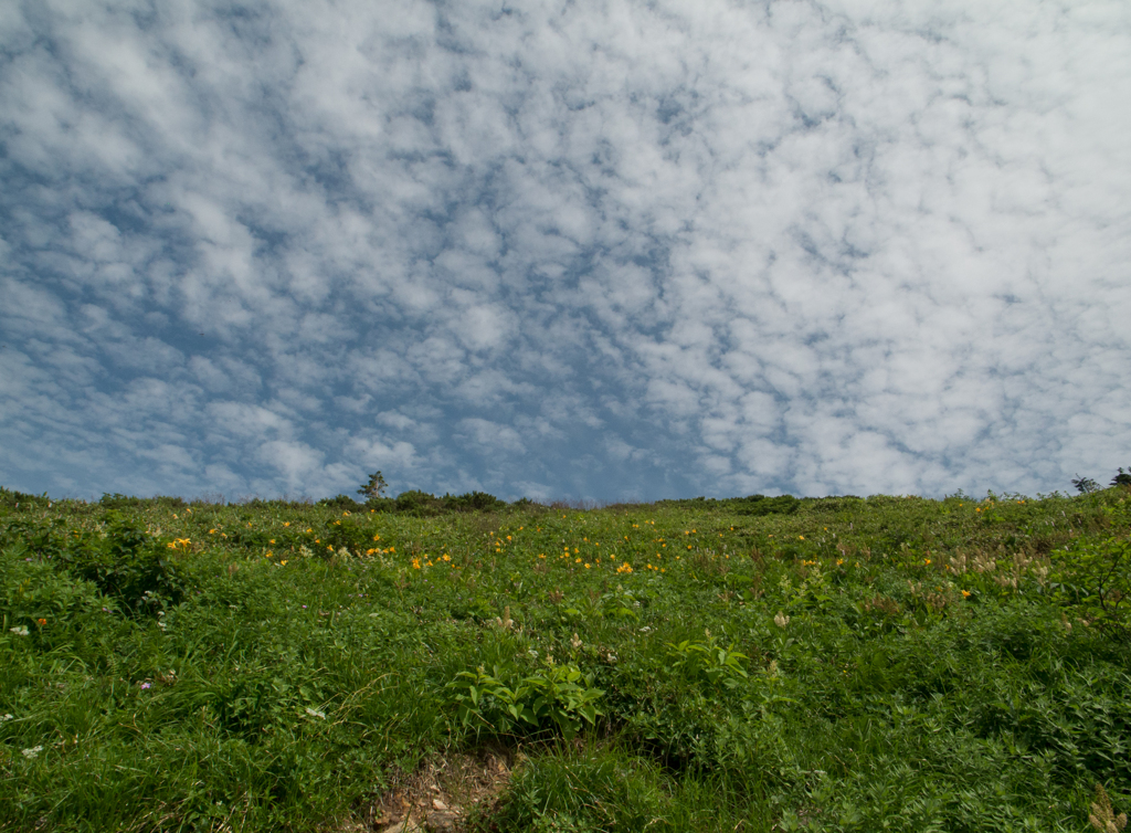 サヨナラGR IV　23　白山7ニッコウキスゲ