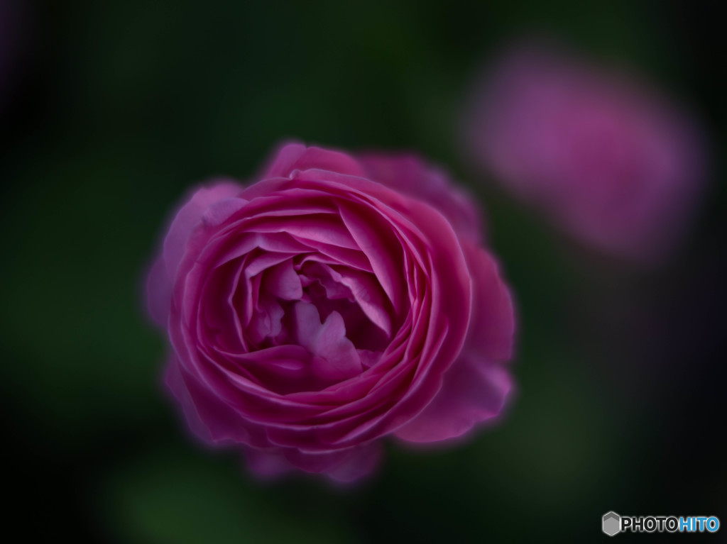 ルイーズオーディエ 3