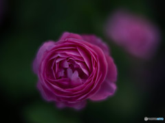 ルイーズオーディエ 3