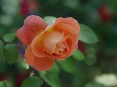 PENTAX 645Dで撮ったバラ13 ジ　エンデバー
