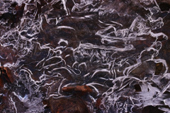 御岳山ロックガーデンの氷の世界12