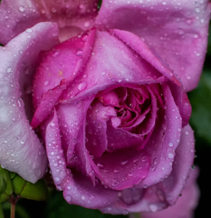 ローズポンパドゥール１