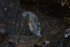 御岳山ロックガーデンの氷の世界5