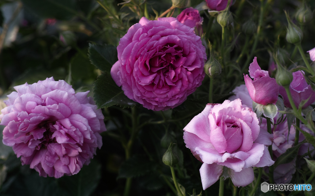 ピンクスワニー