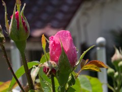 ガートルードジェキル 1