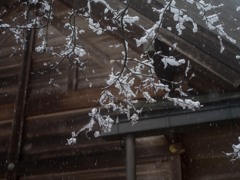 PENTAX 645D初撮り17