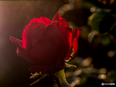 ブルグント　`81     1