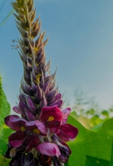 サヨナラGRIV　１