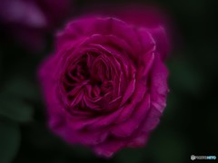 マダムイザ－クプレール 1