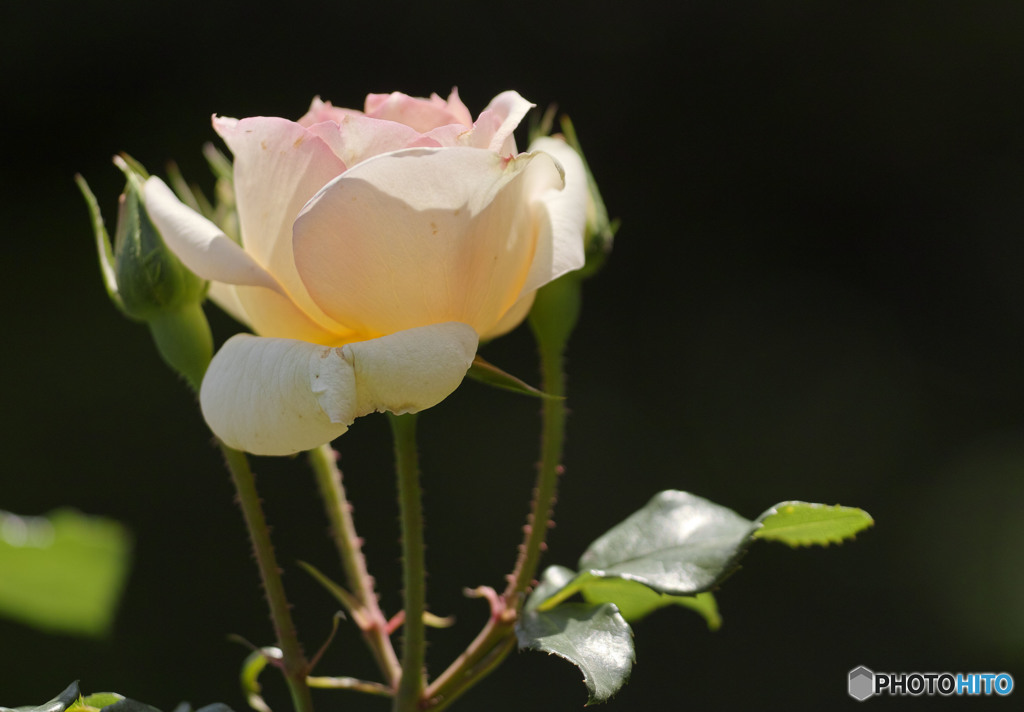 チャイコフスキー