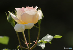 チャイコフスキー