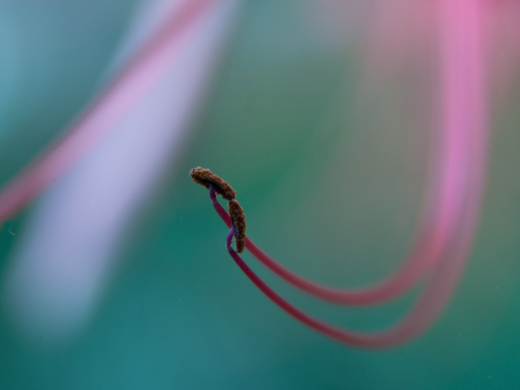 ミクロの世界14　曼珠沙華2