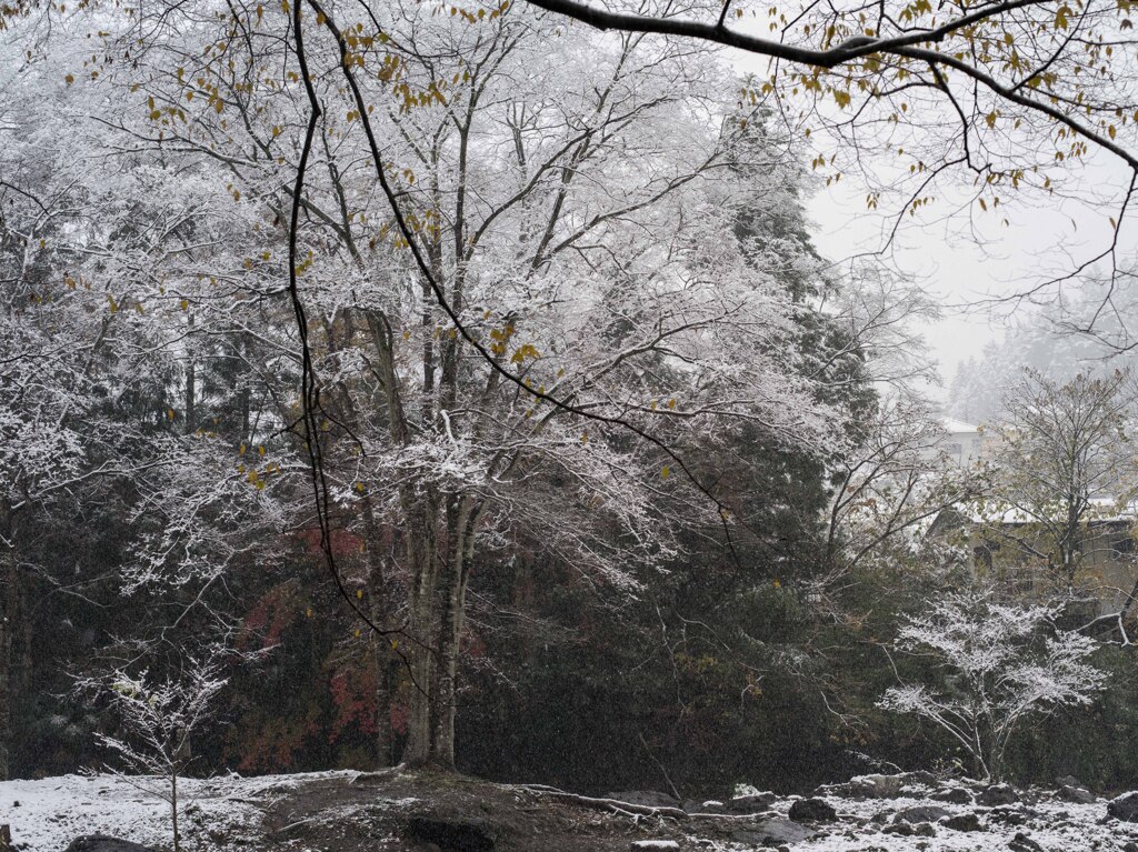PENTAX 645D初撮り5