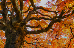 奥秩父の寺　西善寺03
