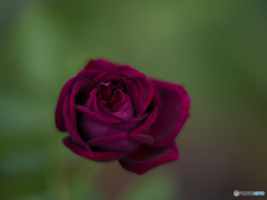 ロワイヤル　１