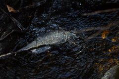 御岳山ロックガーデンの氷の世界17