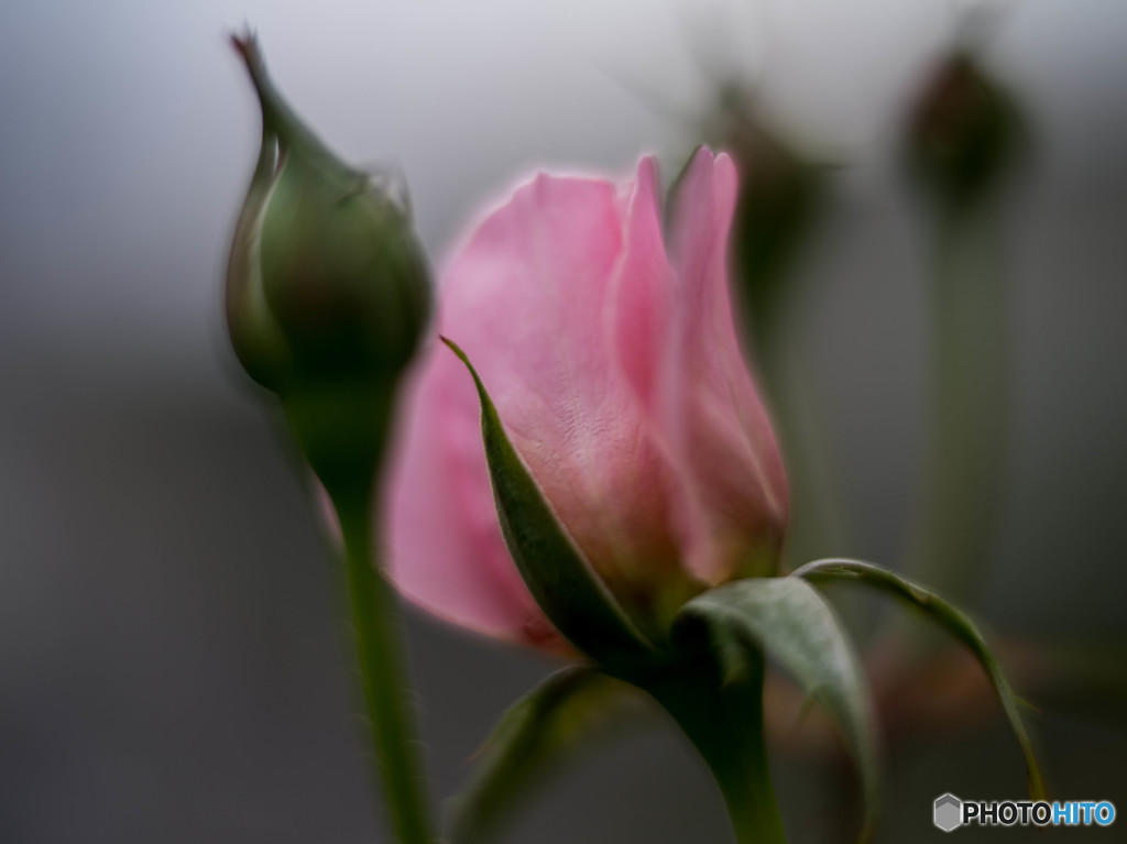 ダムドゥシュノンソー2